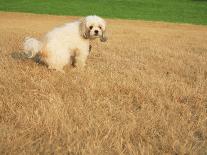 Poodle Urinating on Dead Grass-Steve Cicero-Framed Photographic Print