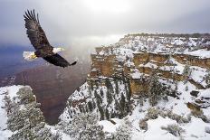 Bald Eagle Flying above Grand Canyon-Steve Collender-Photographic Print