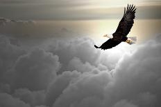 Bald Eagle Flying Above The Clouds-Steve Collender-Framed Photographic Print