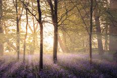 Heath at Dawn-Steve Docwra-Giclee Print