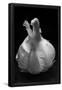 Essential Black