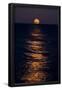 Essential Black