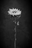 Sunflower In Black & White-Steve Gadomski-Photographic Print