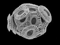 Diatom, SEM-Steve Gschmeissner-Photographic Print