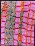 Nerve Cell Culture, SEM-Steve Gschmeissner-Photographic Print