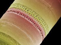 Diatom, SEM-Steve Gschmeissner-Photographic Print