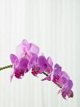 Purple orchids-Steve Hix-Mounted Photographic Print