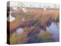 Stretched Canvas