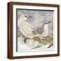 Brown Frame