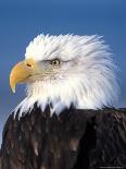 Bald Eagle in Katchemack Bay, Alaska, USA-Steve Kazlowski-Photographic Print