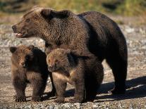 Brown Bear Sow with Cubs Looking for Fish, Katmai National Park, Alaskan Peninsula, USA-Steve Kazlowski-Photographic Print