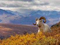 Dall Ram Resting On A Hillside, Mount Margaret, Denali National Park, Alaska, USA-Steve Kazlowski-Photographic Print