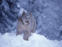 Lynx in the Snowy Foothills of the Takshanuk Mountains, Alaska, USA-Steve Kazlowski-Photographic Print