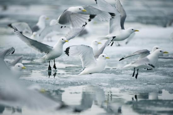 Premium Photographic Print, , large