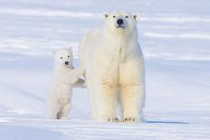 Polar Bear Footprints in the Snow, Bernard Spit, ANWR, Alaska, USA-Steve Kazlowski-Framed Photographic Print