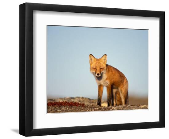 Premium Photographic Print, , large