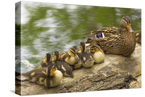 Stretched Canvas Print, , large