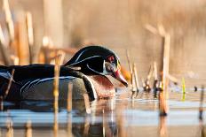 A Drake Wood Duck Perched on a Log in the Spring in Minnesota-Steve Oehlenschlager-Framed Stretched Canvas