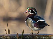 A Drake Wood Duck Perched on a Log in the Spring in Minnesota-Steve Oehlenschlager-Laminated Photographic Print