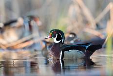 A Drake Wood Duck Perched on a Log in the Spring in Minnesota-Steve Oehlenschlager-Framed Stretched Canvas