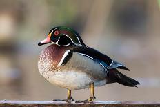 A Nice Drake Wood Duck in the Spring-Steve Oehlenschlager-Framed Stretched Canvas