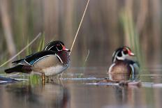 A Nice Drake Wood Duck in the Spring-Steve Oehlenschlager-Framed Stretched Canvas