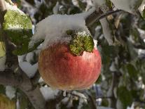 Ice Covered Apple-Steve Oehlenschlager-Photographic Print