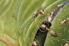 Weaver Ants (Oecophylla Sp), Formicidae-Steve Roberts-Giclee Print