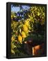 Essential Black