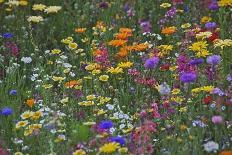 Colorful Wildflower Mixture-Steve Terrill-Photographic Print
