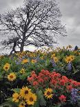 Oregon, Columbia River Gorge. Oak Tree and Wildflowers-Steve Terrill-Photographic Print