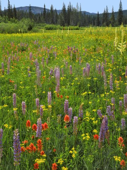 Premium Photographic Print, , large