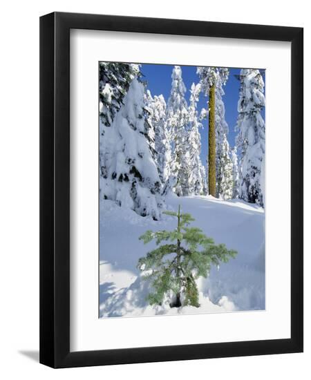 Premium Photographic Print, , large