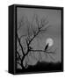 Framed Canvas