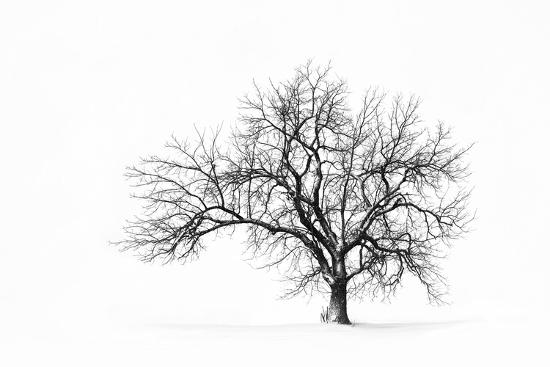 Photo, , large