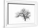 Gramercy White