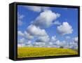 Canvas Black