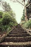 Steps in Garden-Steven Allsopp-Photographic Print