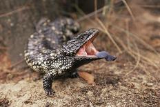 Adult Shingleback Lizard Threat Display Showing Blue Tongue Trachydosaurus Rugosus)-Steven David Miller-Photographic Print