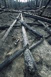 Fallen Burnt Trunks of Lodgepole Pine Trees Killed in Forest Fire, Yellowstone Np, Wyoming, USA-Steven Fuller-Photographic Print