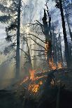 Flames Engulf Lodgepole Pine Trees in Forest Fire, Yellowstone Np, Wyoming, USA. 1988-Steven Fuller-Framed Photographic Print