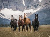 Horses Along the Rocky Mountain Front, Montana-Steven Gnam-Photographic Print