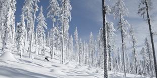 Snowboarder Carving in the Whitefish Range, Stryker Ridge, Montana-Steven Gnam-Photographic Print
