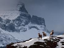Horses Along the Rocky Mountain Front, Montana-Steven Gnam-Photographic Print
