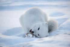 Reindeer, Enali National Park-Steven Kazlowski-Laminated Photographic Print