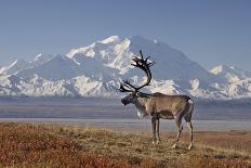 Reindeer, Enali National Park-Steven Kazlowski-Laminated Photographic Print