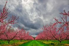 Apple Blossoms-Steven Maxx-Photographic Print