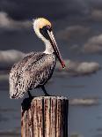 Pelican-Steven Maxx-Photographic Print