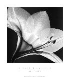 Amaryllis I-Steven N^ Meyers-Art Print