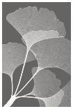 Lilies A (Positive)-Steven N^ Meyers-Framed Giclee Print